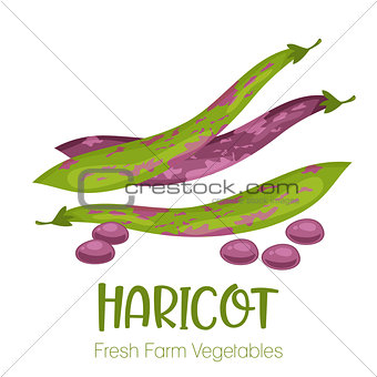 Vector haricot isolated on white background.Vegetable illustration for farm market menu. Healthy food design poster. Cartoon style vector illustration