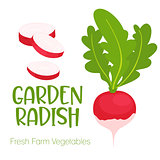 Vector garden radish isolated on white background.Vegetable illustration for farm market menu. Healthy food design poster. Cartoon style vector illustration