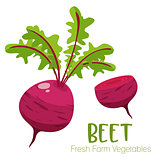 Vector beet isolated on white background.Vegetable illustration for farm market menu. Healthy food design poster. Cartoon style vector illustration