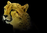 Cheetah on Black Background