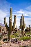 giant cactus in the desert, Argentina