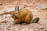 Southern viscacha in Altiplano desert, sud Lipez reserva, Bolivi