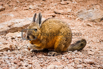 Southern viscacha in Altiplano desert, sud Lipez reserva, Bolivi