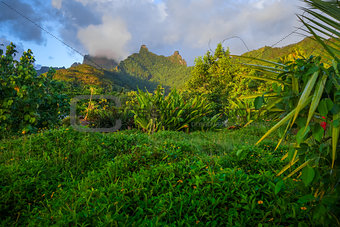 Moorea island jungle and mountains landscape