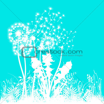 White Dandelion on turquoise