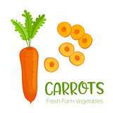 Vector carrots isolated on white background.Vegetable illustration for farm market menu. Healthy food design poster. Cartoon style vector illustration