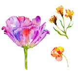 Wildflower hibiscus flower in a watercolor style isolated.