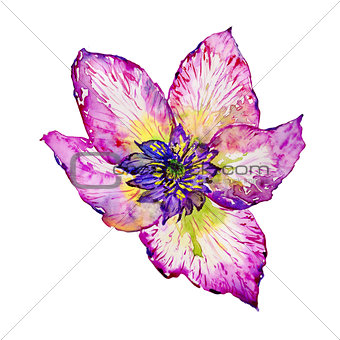 Wildflower hibiscus flower in a watercolor style isolated.