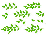 set of tree branches with green leaves