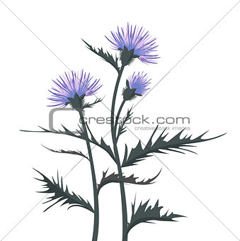 Thistle with leaves