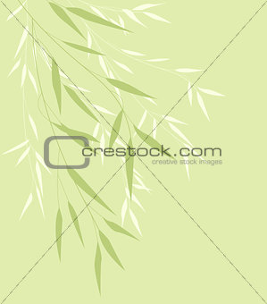 Bamboo green leaves