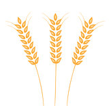 Vector Ears Of Wheat 