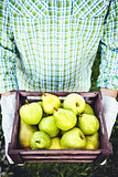 Farmer with pears