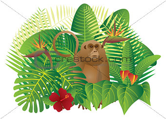 Tropical Rainforest  Jungle Monkey Illustration