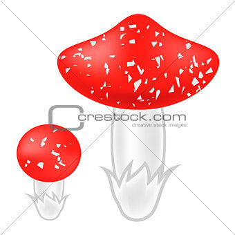 Poisonous Mushrooms Isolated