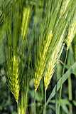 Spikelets of young wheat close-up. ears of green unripe wheat.