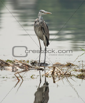 Grey heron perched on plants in river