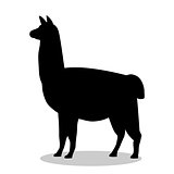 Lama mammal black silhouette animal