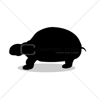 Land turtle reptile black silhouette animal