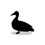 Duck bird black silhouette animal
