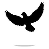 Pigeon bird  black silhouette animal
