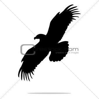 Eagle bird black silhouette animal