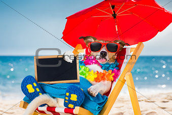 dog siesta on beach chair 