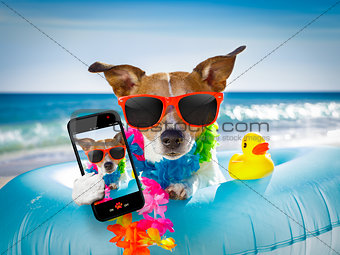 dog at the beach and ocean with air mattress