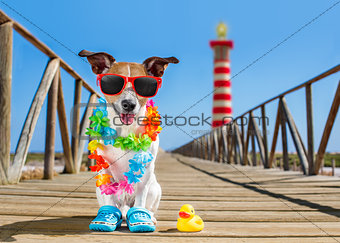 dog at the beach and ocean with plastic duck 