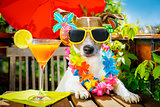cocktail drink dog summer holiday vacation on balcony