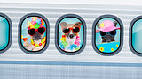 vacation dogs in airplane