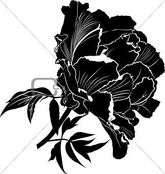 Peonies. Flowers peonies. Set of four vector silhouettes of hand