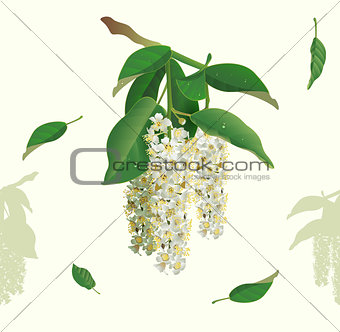 White flowers of bird cherry tree seamless background