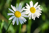 Soft white daisies bloom in summer 