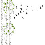 Background with birch trees and birds