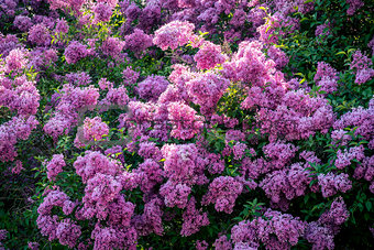 Spring Blooming Lilac Trees Panorama