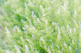 Background small green leaves