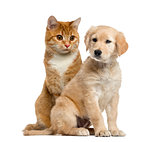 Dog puppy and cat sitting, isolated on white