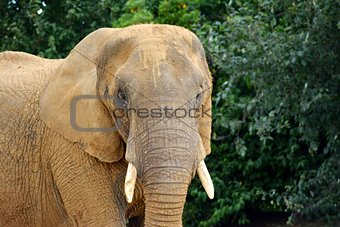 Wild Elephant in Africa.