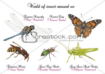 World of insect around us