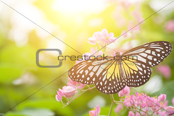 Yellow Glassy Tiger butterfly
