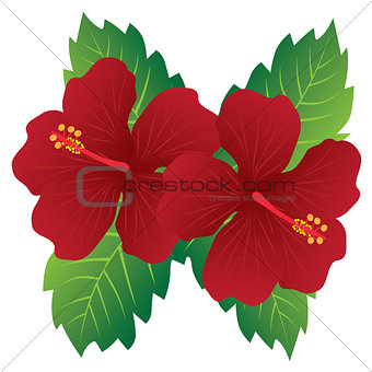 Red Hibiscus Flowers with Leaves Color Illustration