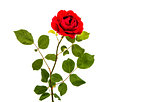 Red rose isolated 