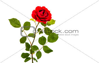 Red rose isolated 