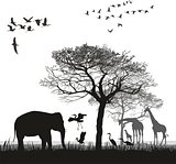 Safari with giraffes, herons, geese and the elephant