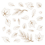Hand drawn cute leaves from different kind of trees isolated on white