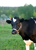 Photo portrait of a young cow