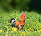 Photo of a beautiful rooster