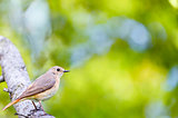 Summer natural background with bird. Selective focus.