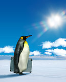 Penguin planning to travel